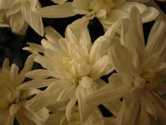 AGmumms.jpg Flora white Flora - Flower Blossoms