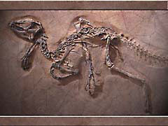 MTdino.jpg Miscellaneous bones bone museums