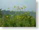 AAdaisies.jpg Flora - Flower Blossoms photography yellow green