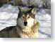 AB02wolf.jpg Fauna mammals animals nature snow white canine dogs animals photography