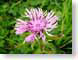 ACflor.jpg Flora Flora - Flower Blossoms leaves leafs purple lavendar lavender green