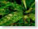 ADWaloeVera.jpg Flora leaves leafs photography depth of field focus blur