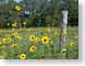 ADflowers.jpg Flora Flora - Flower Blossoms yellow green barbed wire fence