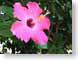 AGamapolaPink.jpg Flora Flora - Flower Blossoms closeup close up macro zoom photography