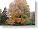 AGautumn.jpg Flora trees forest woods woodlands fall colors