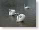 AGswanLake.jpg Fauna birds avian animals black and white bw grayscale black & white lakes ponds water loch