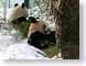 AHJpanda.jpg Fauna mammals animals snow white photography