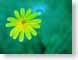 AIdesertFlower.jpg Flora Flora - Flower Blossoms yellow green photography