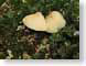 AJHmushrooms.jpg Flora closeup close up macro zoom pine needles photography