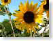 AJHsunflower.jpg Flora Flora - Flower Blossoms yellow closeup close up macro zoom photography