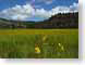 AJMsGilaMtns.jpg Flora - Flower Blossoms yellow grass Landscapes - Nature green photography