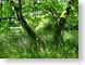 AKdappledGlade.jpg Flora trees forest woods woodlands grass green