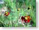 AKflowerFocus.jpg Flora Flora - Flower Blossoms green closeup close up macro zoom red photography