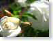 AKgermanRose.jpg Flora Flora - Flower Blossoms closeup close up macro zoom photography