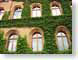 AKivyWall.jpg Architecture green bricks brick wall photography
