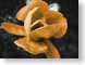 AKoranged.jpg Flora Flora - Flower Blossoms black closeup close up macro zoom orange