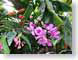 AKorchids.jpg Flora disney Flora - Flower Blossoms purple lavendar lavender
