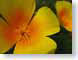 AKpoppyExpansion.jpg Flora Flora - Flower Blossoms yellow closeup close up macro zoom orange