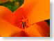 AKpoppyFold.jpg Flora Flora - Flower Blossoms closeup close up macro zoom orange photography