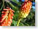 AKredHots.jpg Flora Flora - Flower Blossoms tropical tropics photography