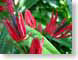 AKredSnappers.jpg Flora Flora - Flower Blossoms tropical tropics green photography