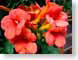 AKsantaFeTrumpet.jpg Flora Flora - Flower Blossoms closeup close up macro zoom pink photography