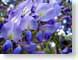 AKwisteriaSpray.jpg Flora Flora - Flower Blossoms purple lavendar lavender closeup close up macro zoom blue photography