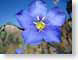 ARblueFlax.jpg Flora Flora - Flower Blossoms colorado wildflowers wild flowers