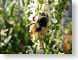 ASbee.jpg Fauna insects bugs closeup close up macro zoom bees honeybees honey bees