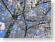 AScherryBlossoms.jpg Flora white Flora - Flower Blossoms blue photography tree branches