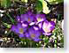AScroci.jpg Flora key lime green keylime Flora - Flower Blossoms purple lavendar lavender