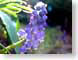 AWblueBells.jpg Flora Flora - Flower Blossoms purple lavendar lavender flare blue dew water