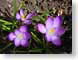 AWcrocus.jpg Flora Flora - Flower Blossoms purple lavendar lavender green