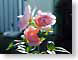 AYastridLrose.jpg Flora strawberry pink Flora - Flower Blossoms