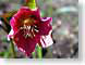 AYchrisRose.jpg Flora Flora - Flower Blossoms sweden