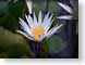 AYinnerFire.jpg Flora white Flora - Flower Blossoms yellow lily lilly lilies lillies