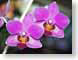 AYorchid.jpg Flora Flora - Flower Blossoms purple lavendar lavender tropical tropics