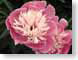 AYpeony.jpg Flora Flora - Flower Blossoms summertime sweden pink