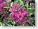 AYpurple.jpg Flora strawberry pink Flora - Flower Blossoms