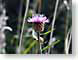 AYthistle.jpg Flora Flora - Flower Blossoms