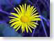 AYyellowDaisy.jpg Flora Flora - Flower Blossoms yellow blue