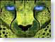 AZcheetah.jpg felines cats animals Art - Illustration