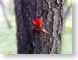 AZredBud.jpg Flora leaves leafs closeup close up macro zoom tree bark photography
