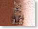 AZtomcat.jpg felines cats animals Art - Illustration brown