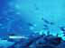 BAlostCity.jpg fish sealife animals boats ocean water blue scuba diving Under Water