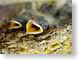 BHponderosaBird.jpg Fauna birds avian animals closeup close up macro zoom photography