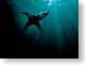 BHshark.jpg Fauna sharks sealife animals water dark blue