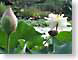 BL03Kanapaha.jpg Flora Flora - Flower Blossoms