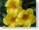 BLallamanda.jpg Flora Flora - Flower Blossoms yellow green