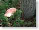 BLforestFloor.jpg Flora trees forest woods woodlands mushrooms fungus fungi pine needles
